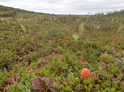 Karasjok har en fantastisk resurs i multebær, gjerne siste uka i juli